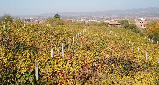 Vinograd u Vlasotincu